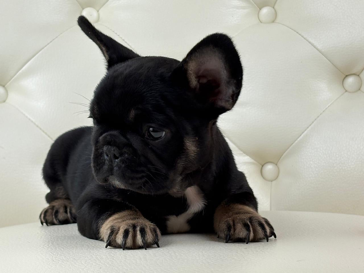 Molly - AVAILABLE