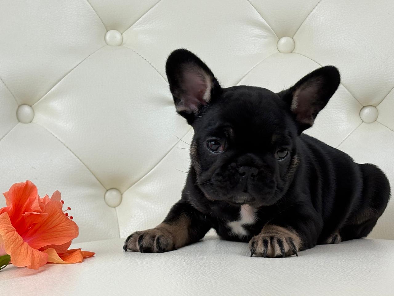Molly - AVAILABLE