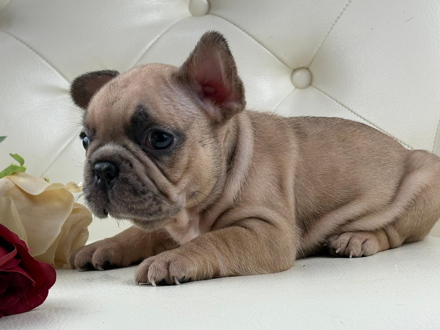 Pearl-AVAILABLE