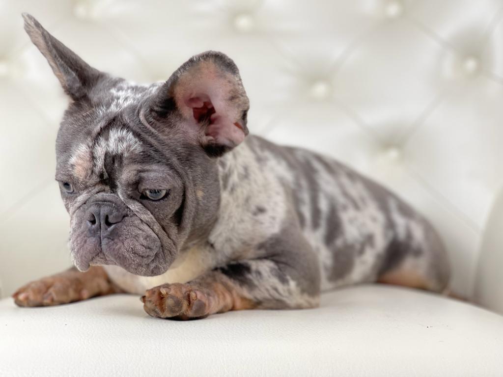 Merle French French Bulldog Dark Grey Black Blue Grey French