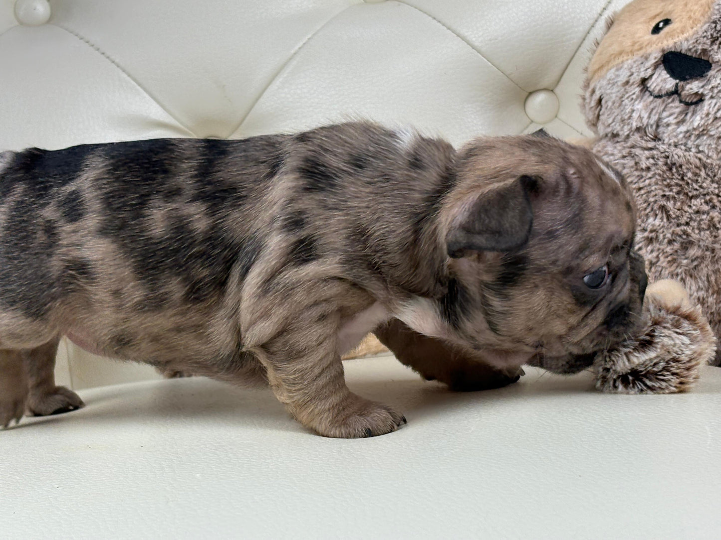 Minnie - AVAILABLE