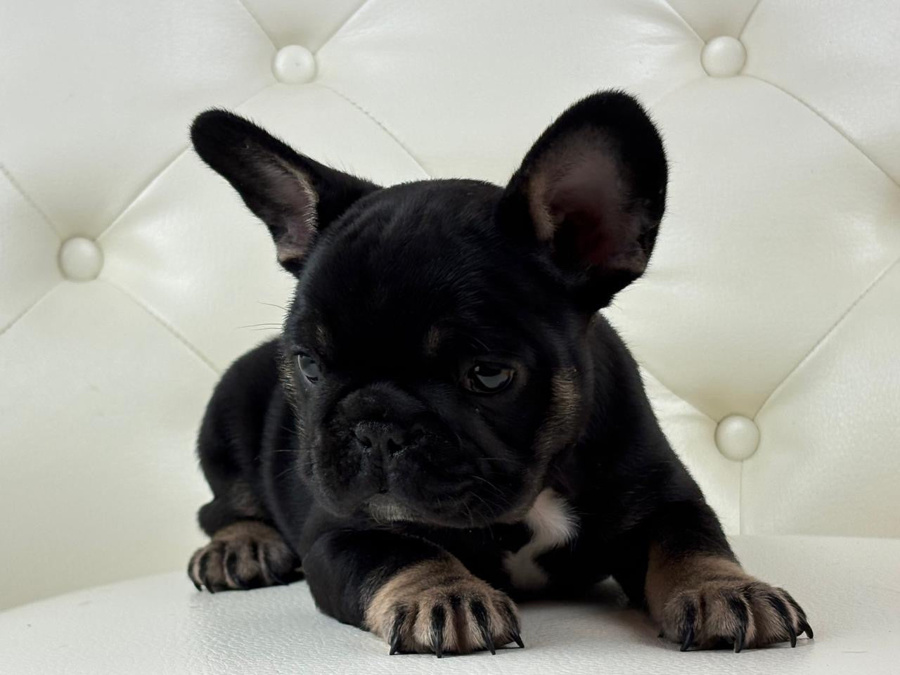 Molly - AVAILABLE