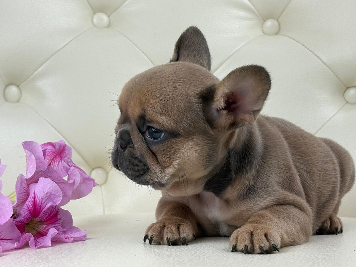 Mila - AVAILABLE