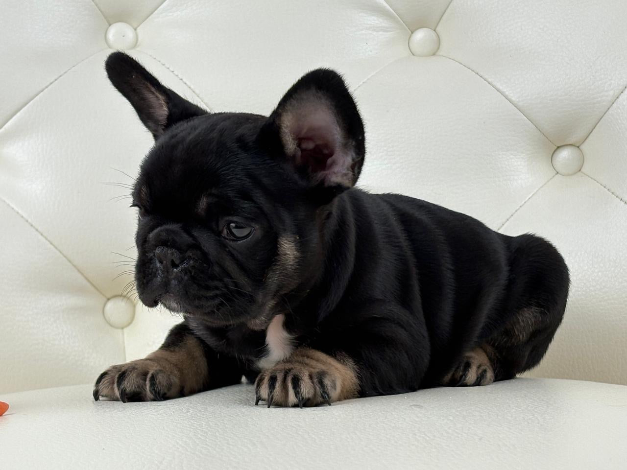 Molly - AVAILABLE