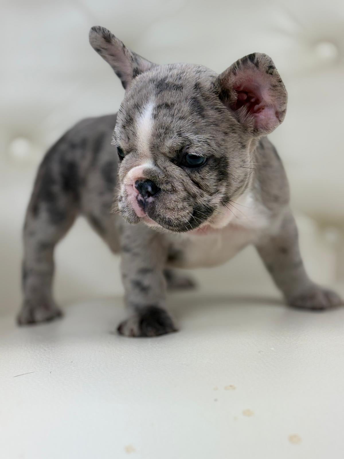 Valentino - AVAILABLE