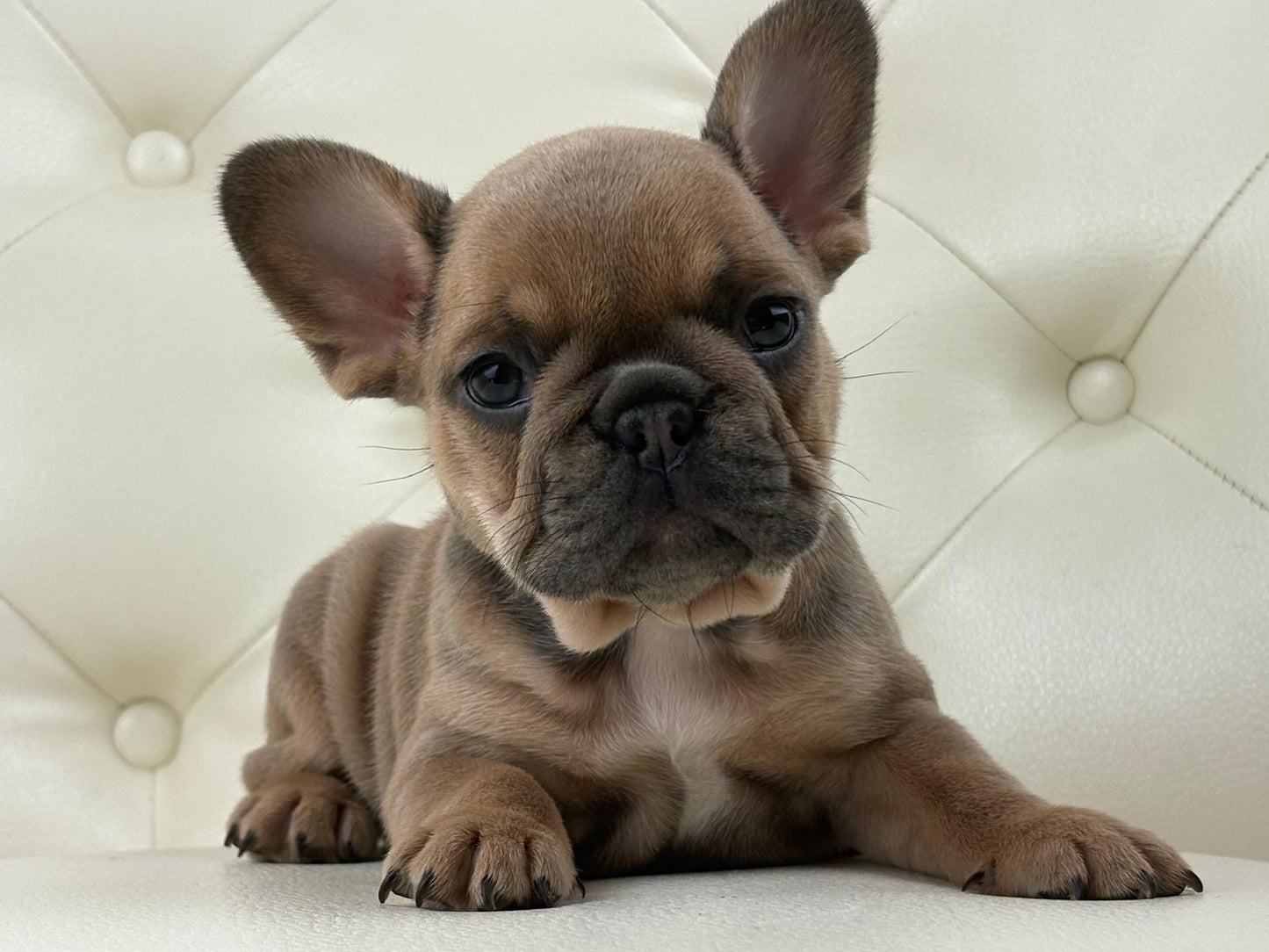 Mila - AVAILABLE