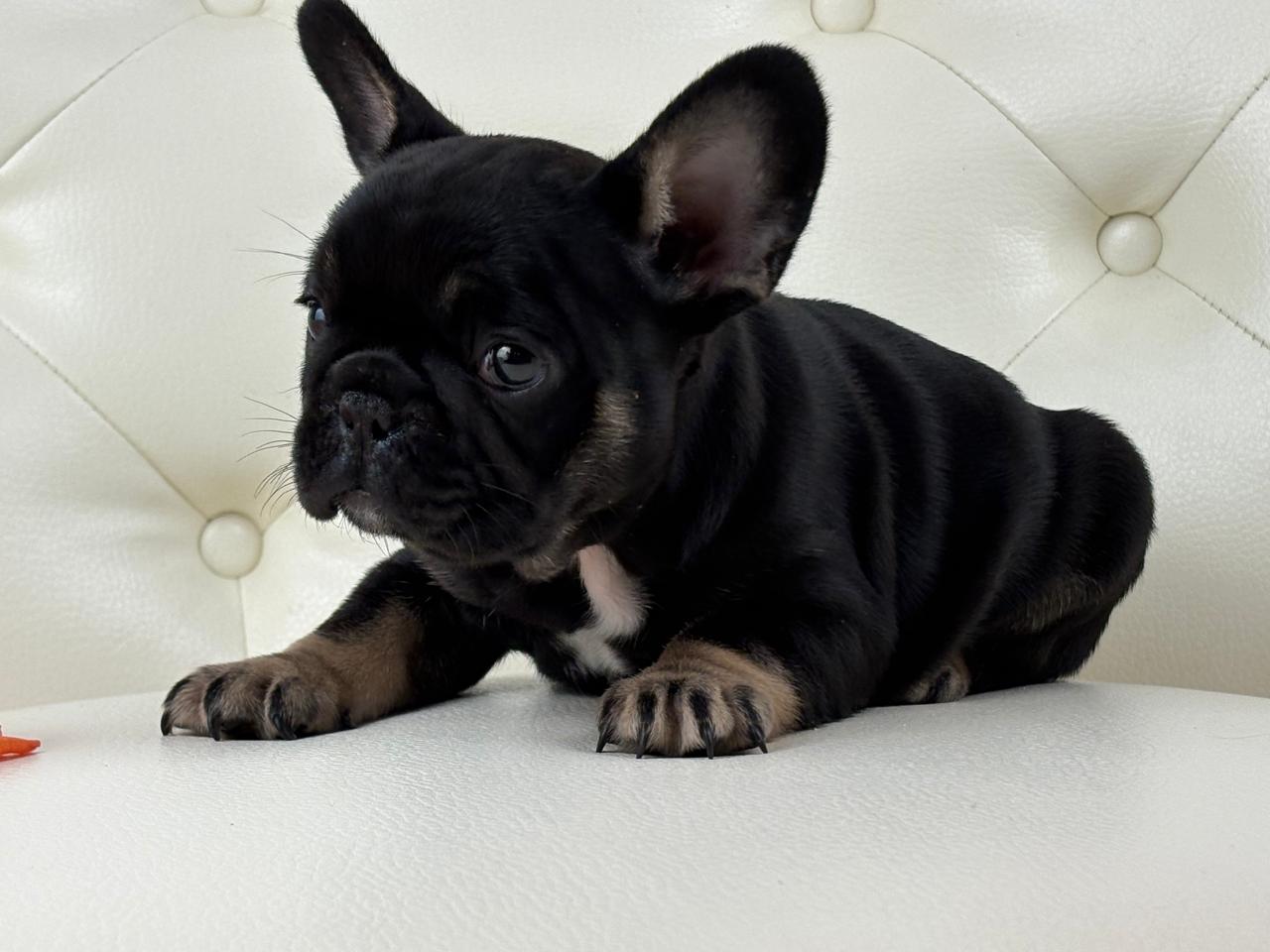 Molly - AVAILABLE