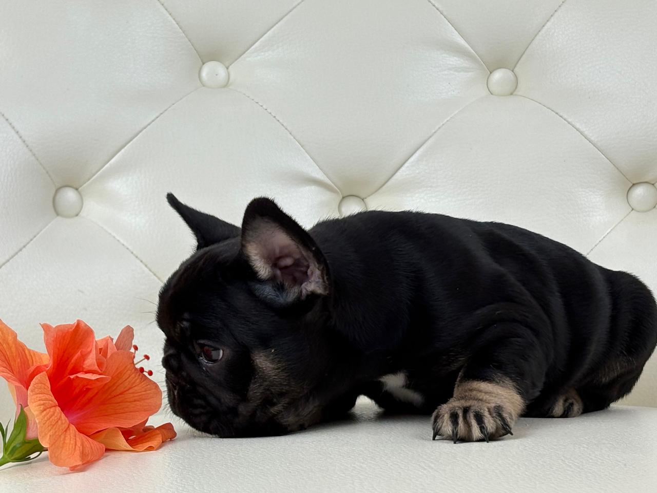 Molly - AVAILABLE