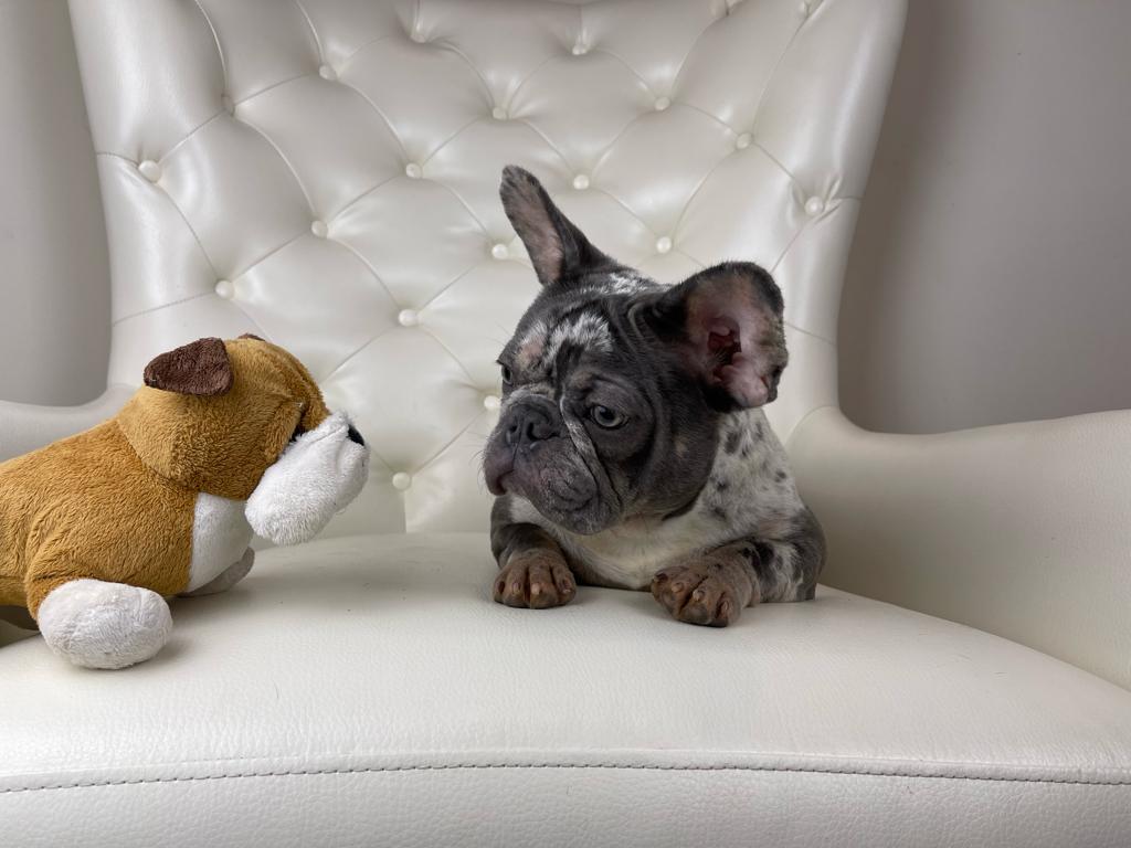 Simone-Marbles - ADOPTED