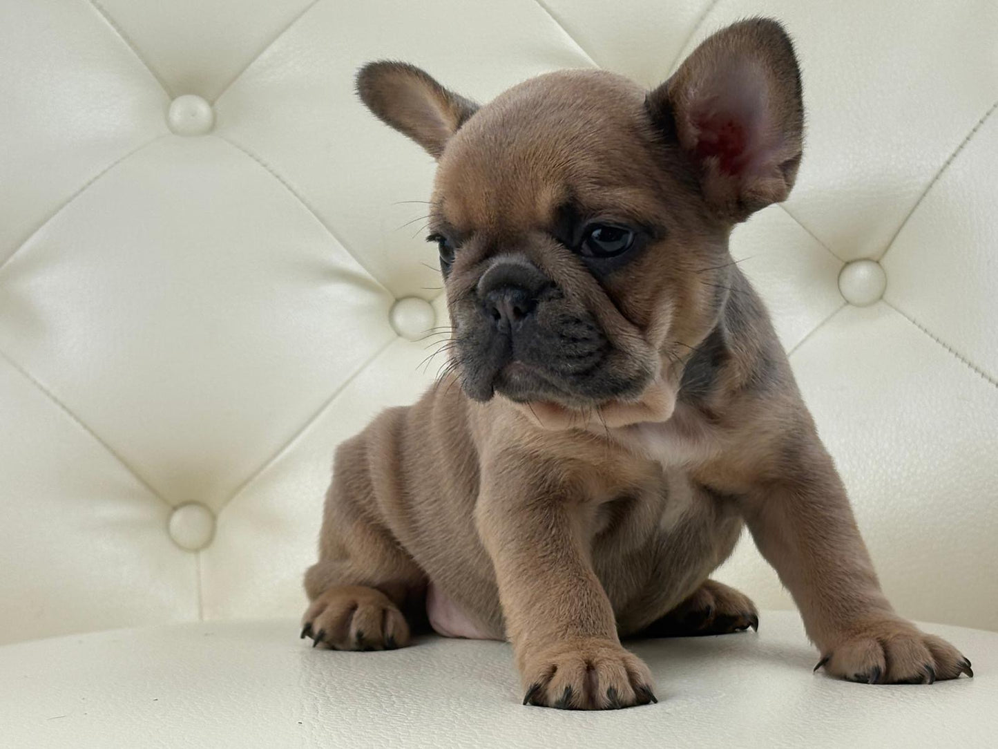 Mila - AVAILABLE