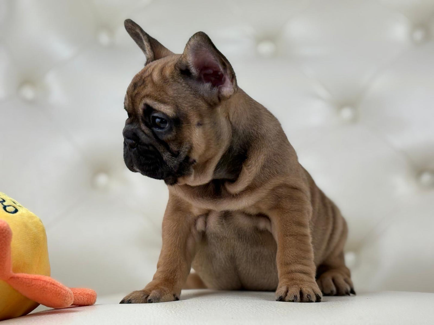 Peach - AVAILABLE