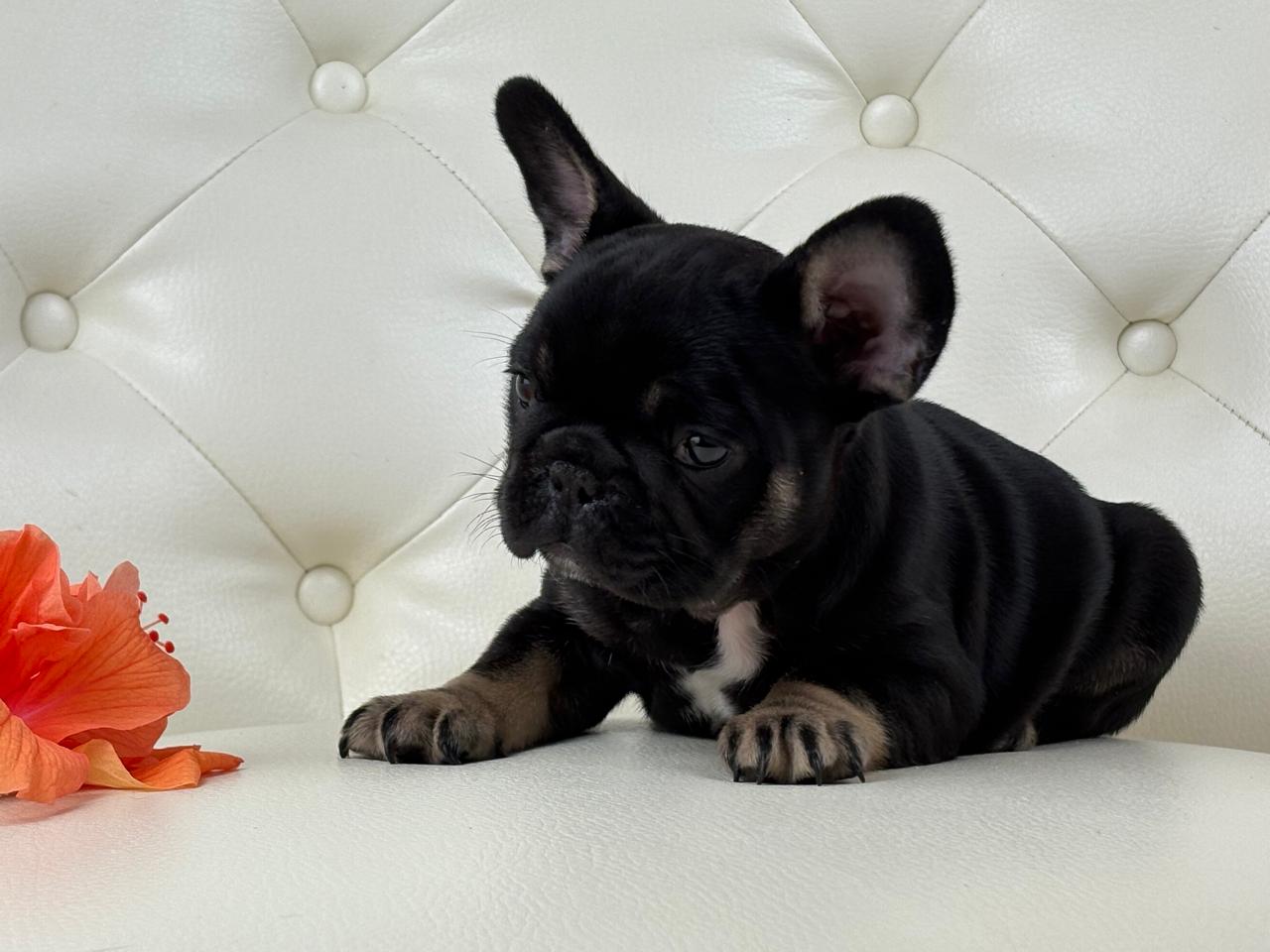 Molly - AVAILABLE