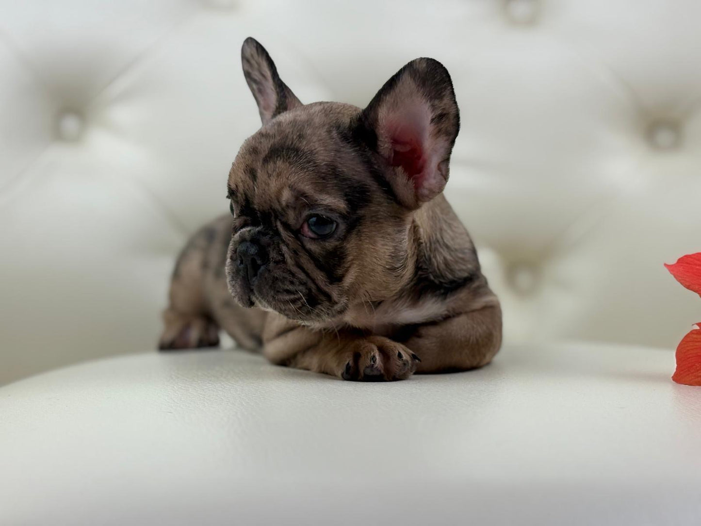 Minnie - AVAILABLE