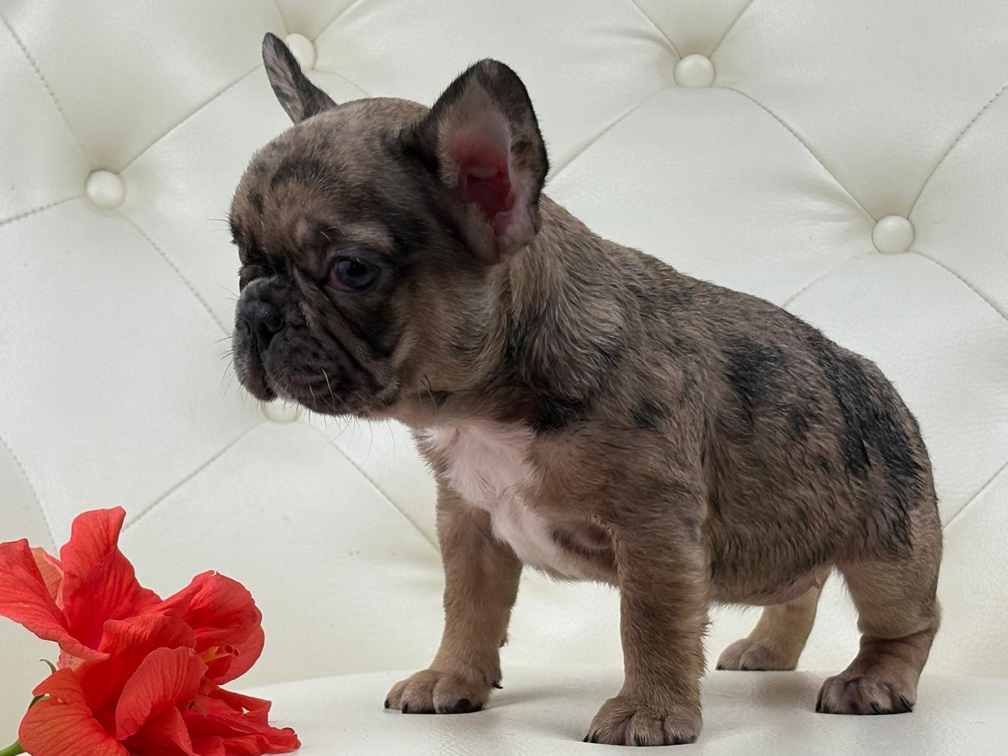 Minnie - AVAILABLE