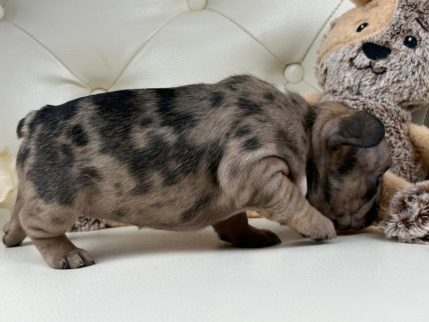 Minnie - AVAILABLE