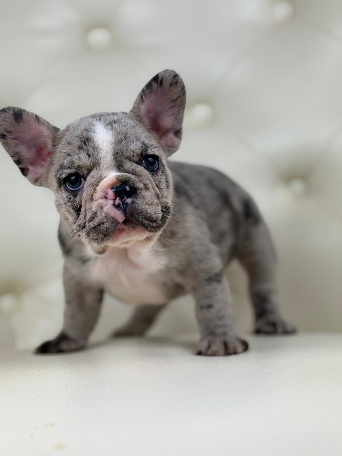 Valentino - AVAILABLE