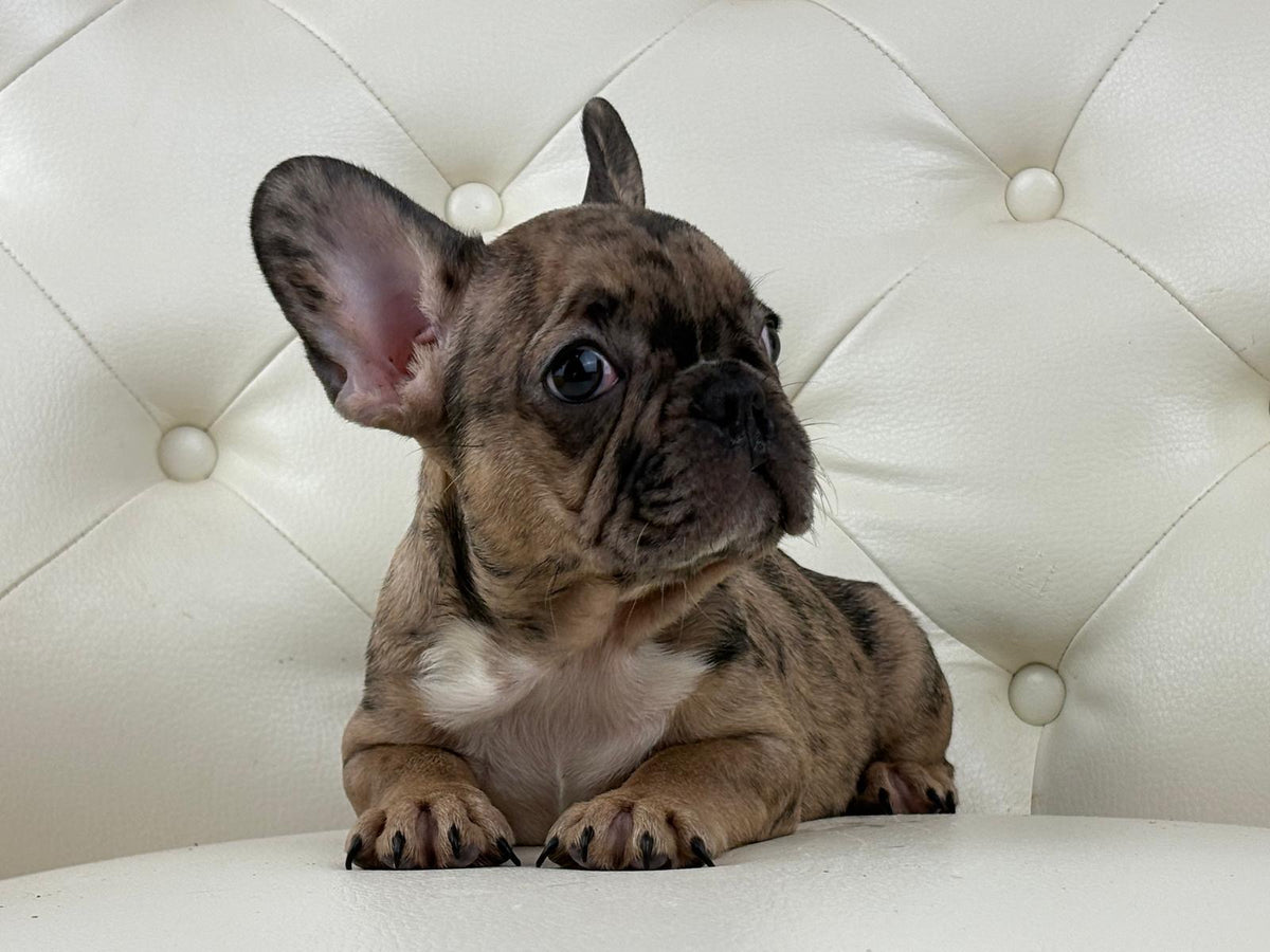 Minnie - AVAILABLE