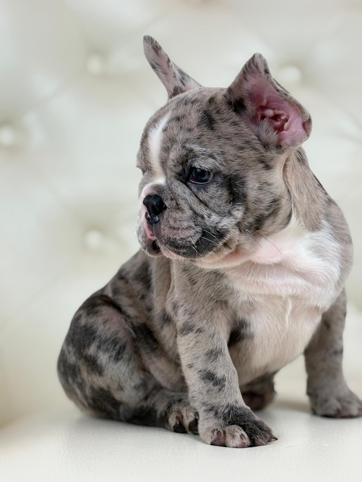 Valentino - AVAILABLE