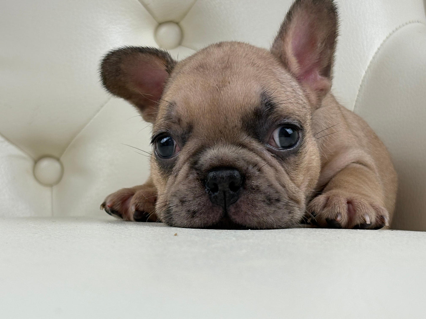 Pearl-AVAILABLE