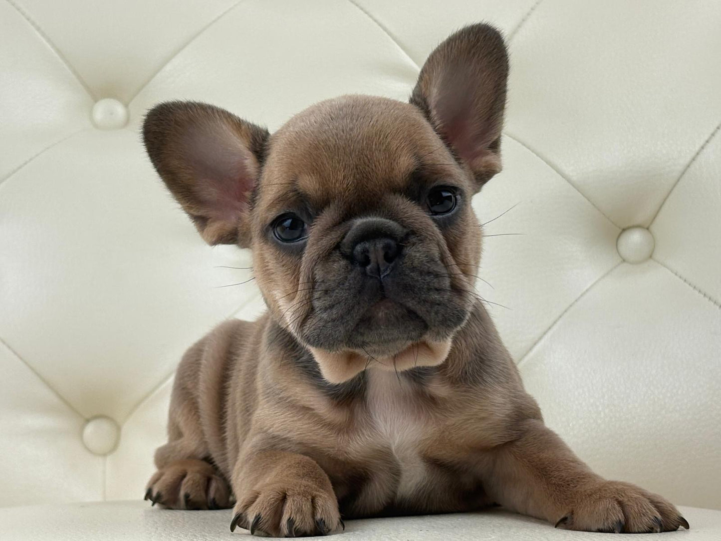 Mila - AVAILABLE