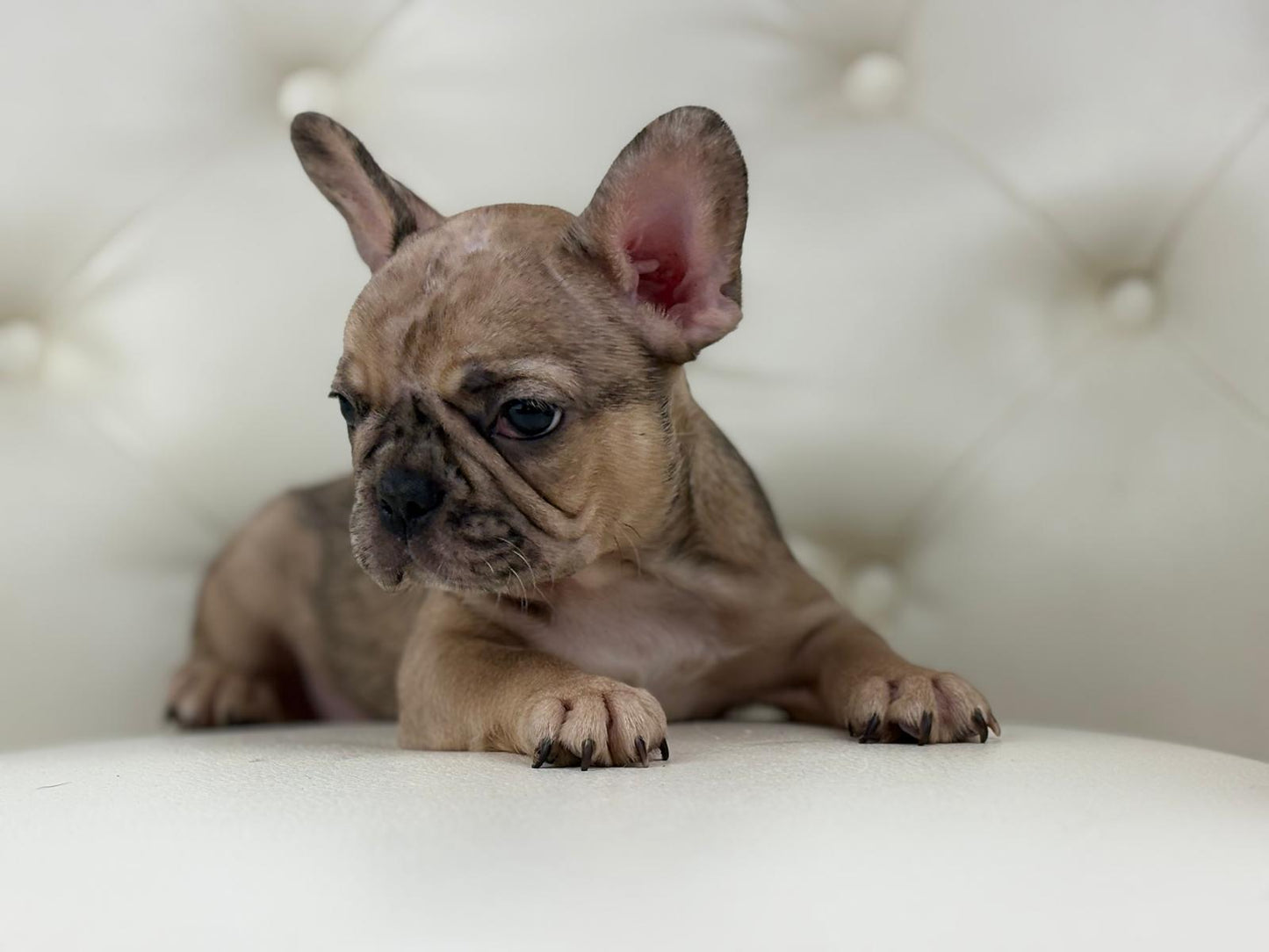 Monroe - AVAILABLE