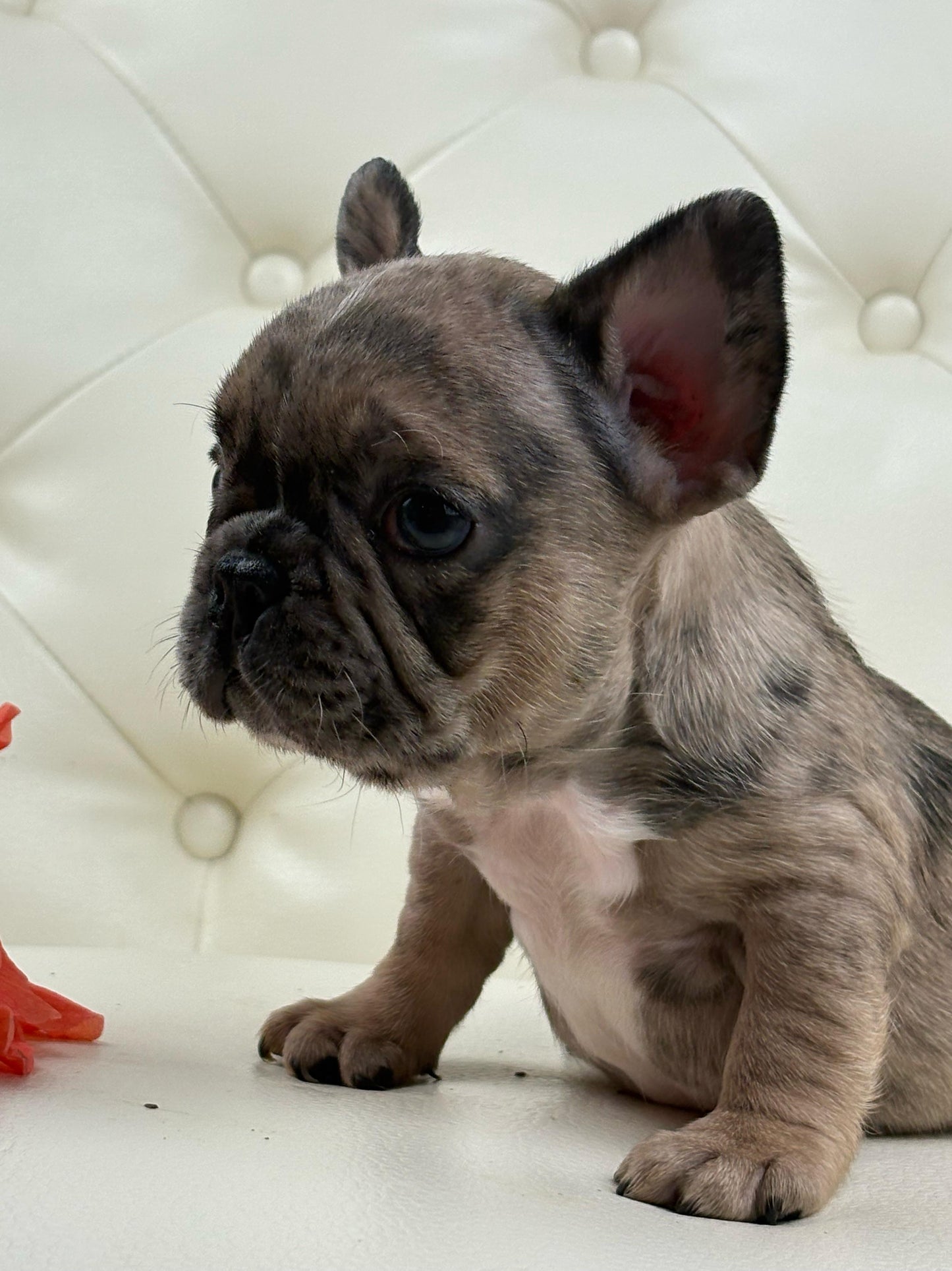 Minnie - AVAILABLE