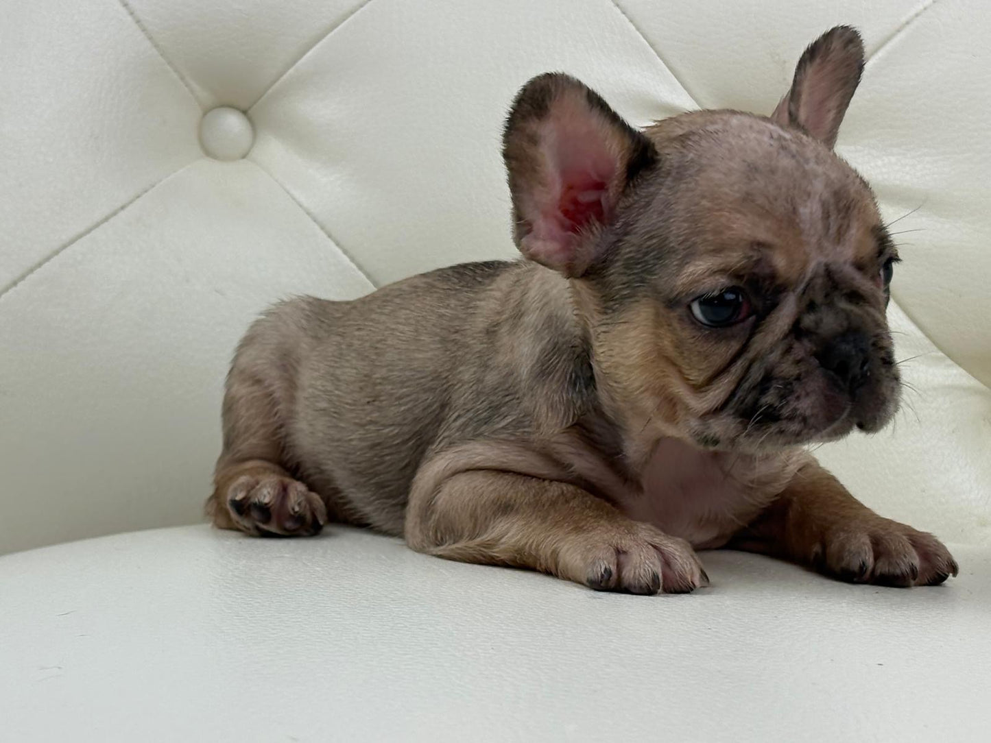 Monroe - AVAILABLE