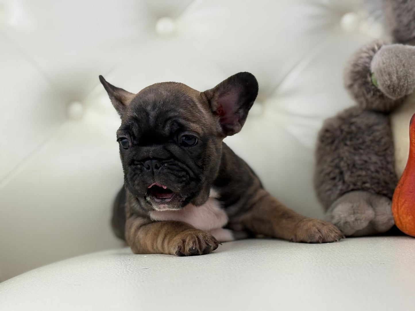 TeddyBear - AVAILABLE