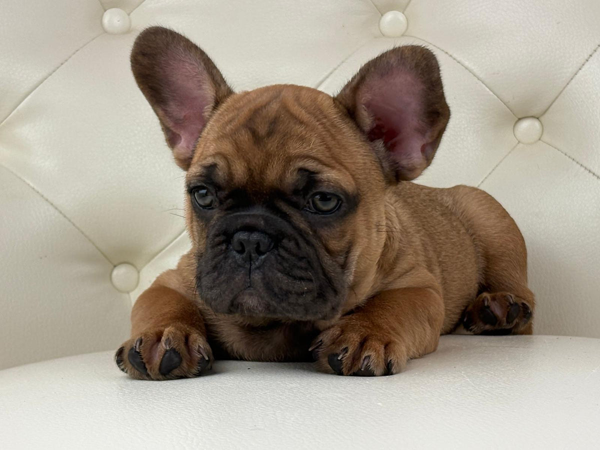 Dante - AVAILABLE
