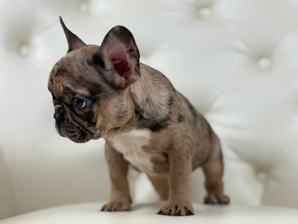 Minnie - AVAILABLE