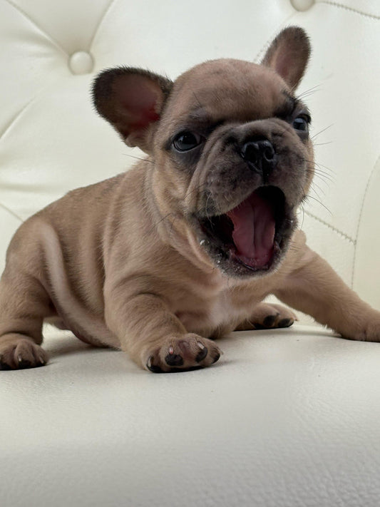 Pearl-AVAILABLE