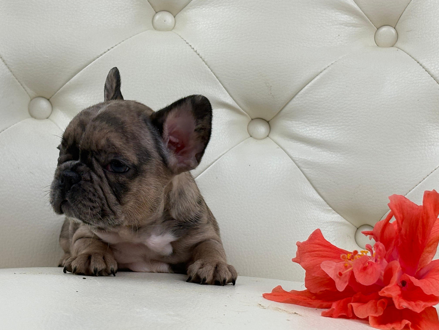 Minnie - AVAILABLE