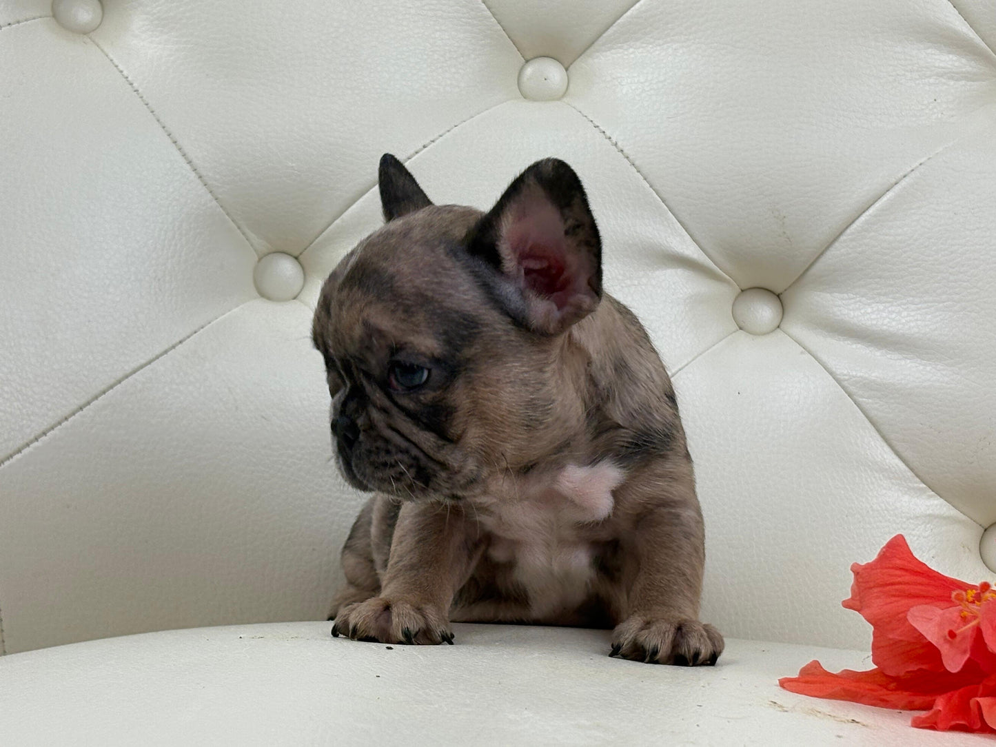 Minnie - AVAILABLE