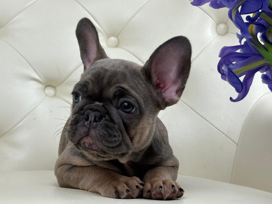 Bostonbulldogs