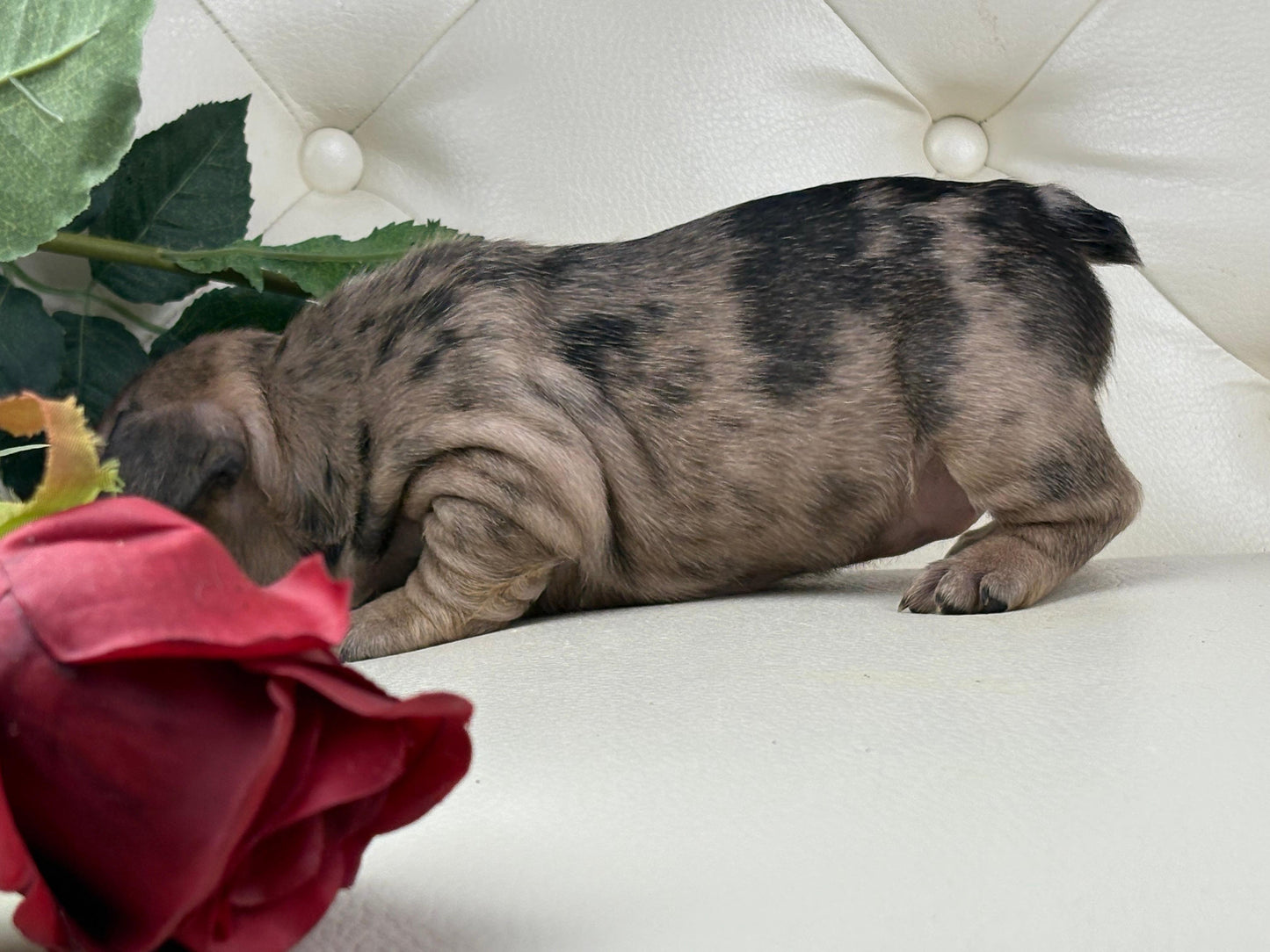 Minnie - AVAILABLE