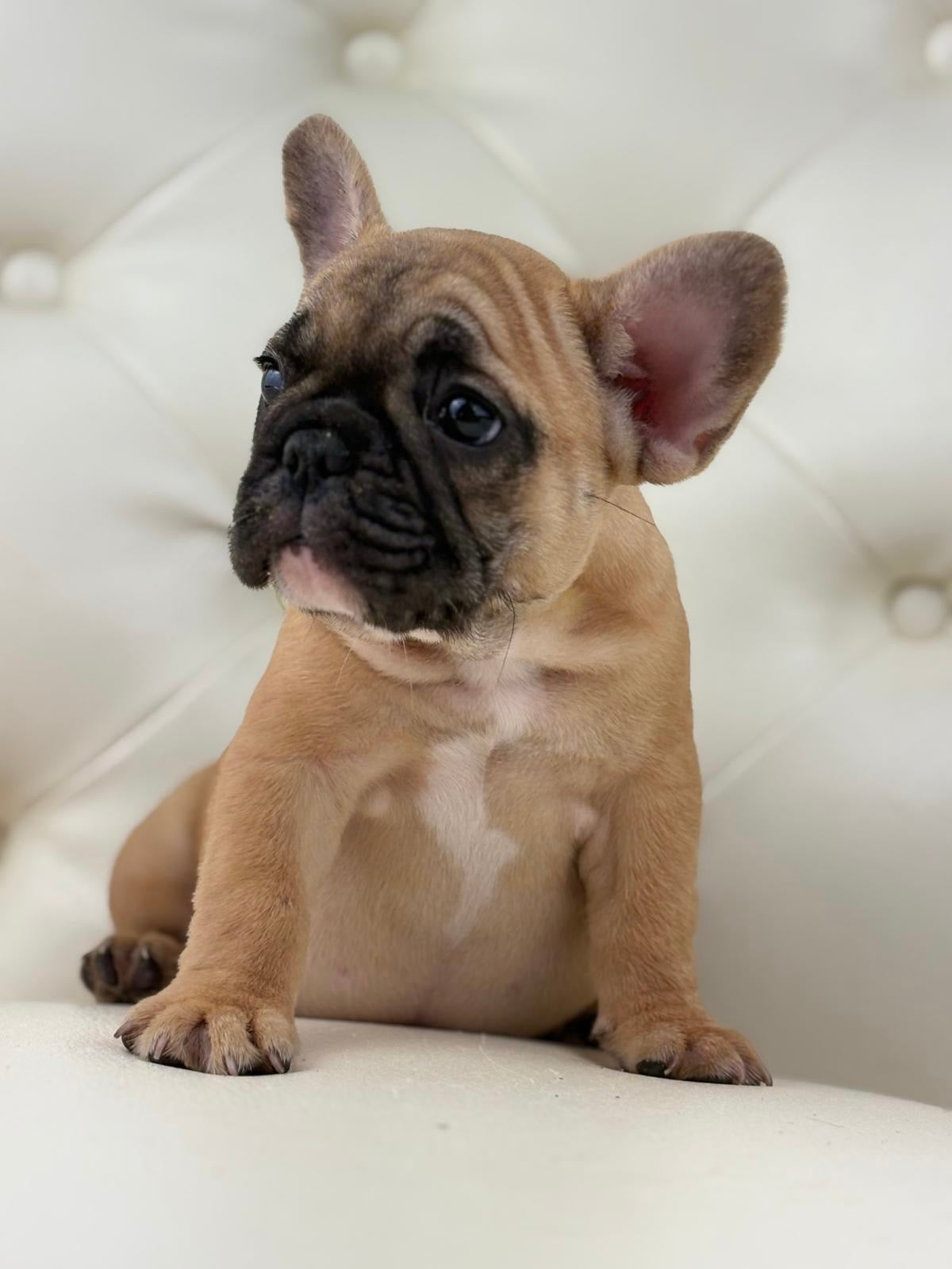 Maya- AVAILABLE