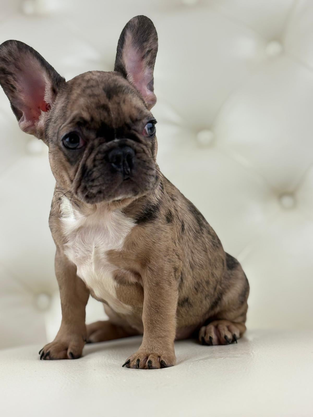 Minnie - AVAILABLE