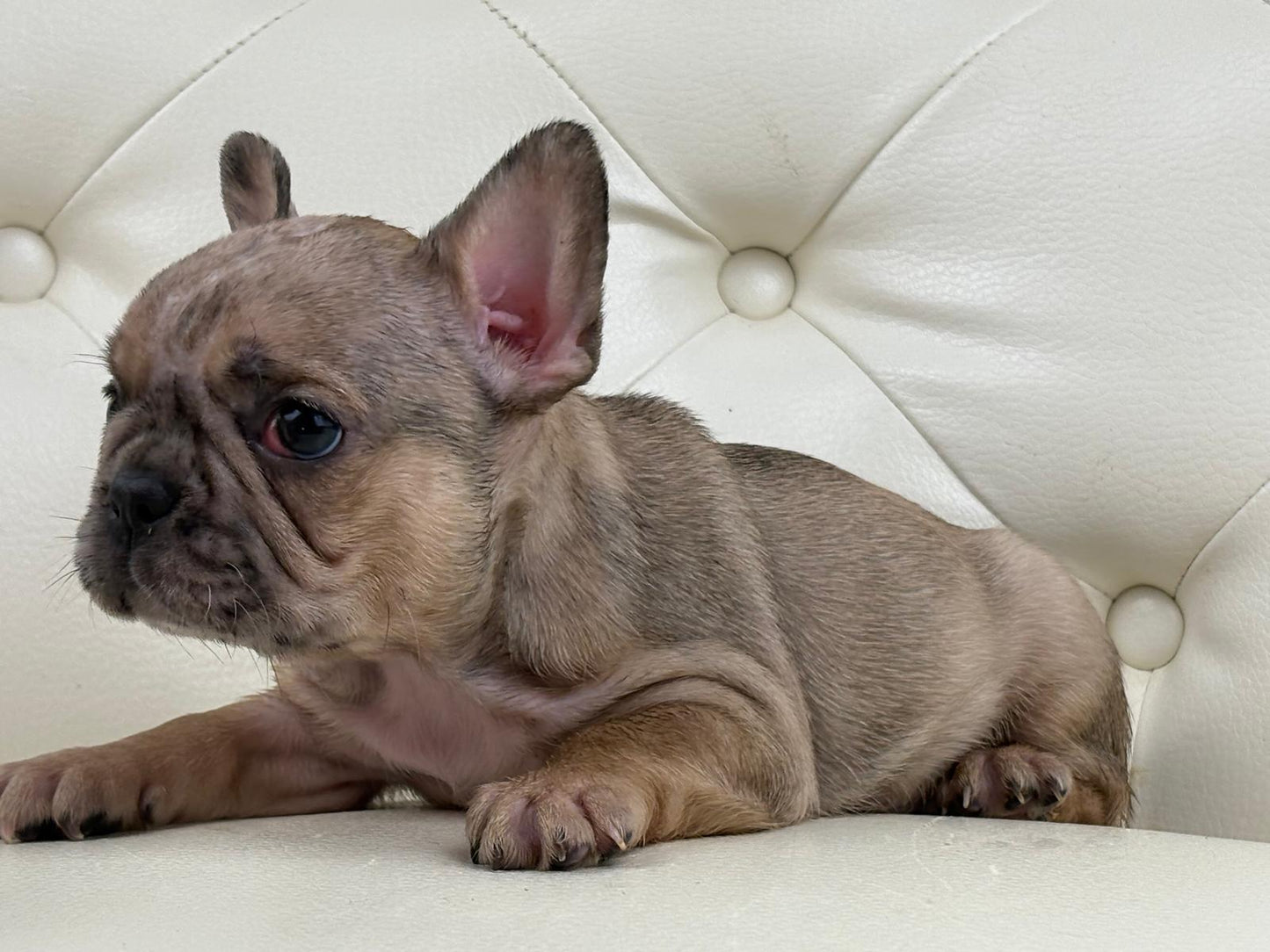 Monroe - AVAILABLE