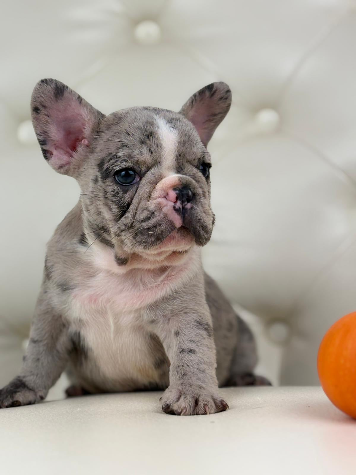 Valentino - AVAILABLE
