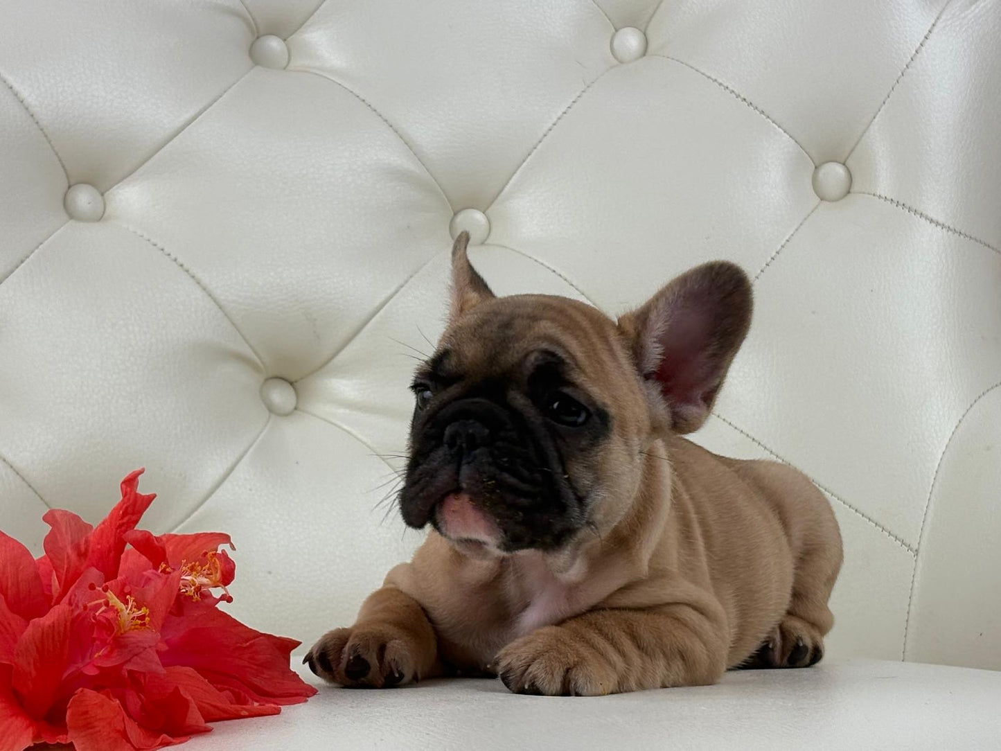Maya- AVAILABLE