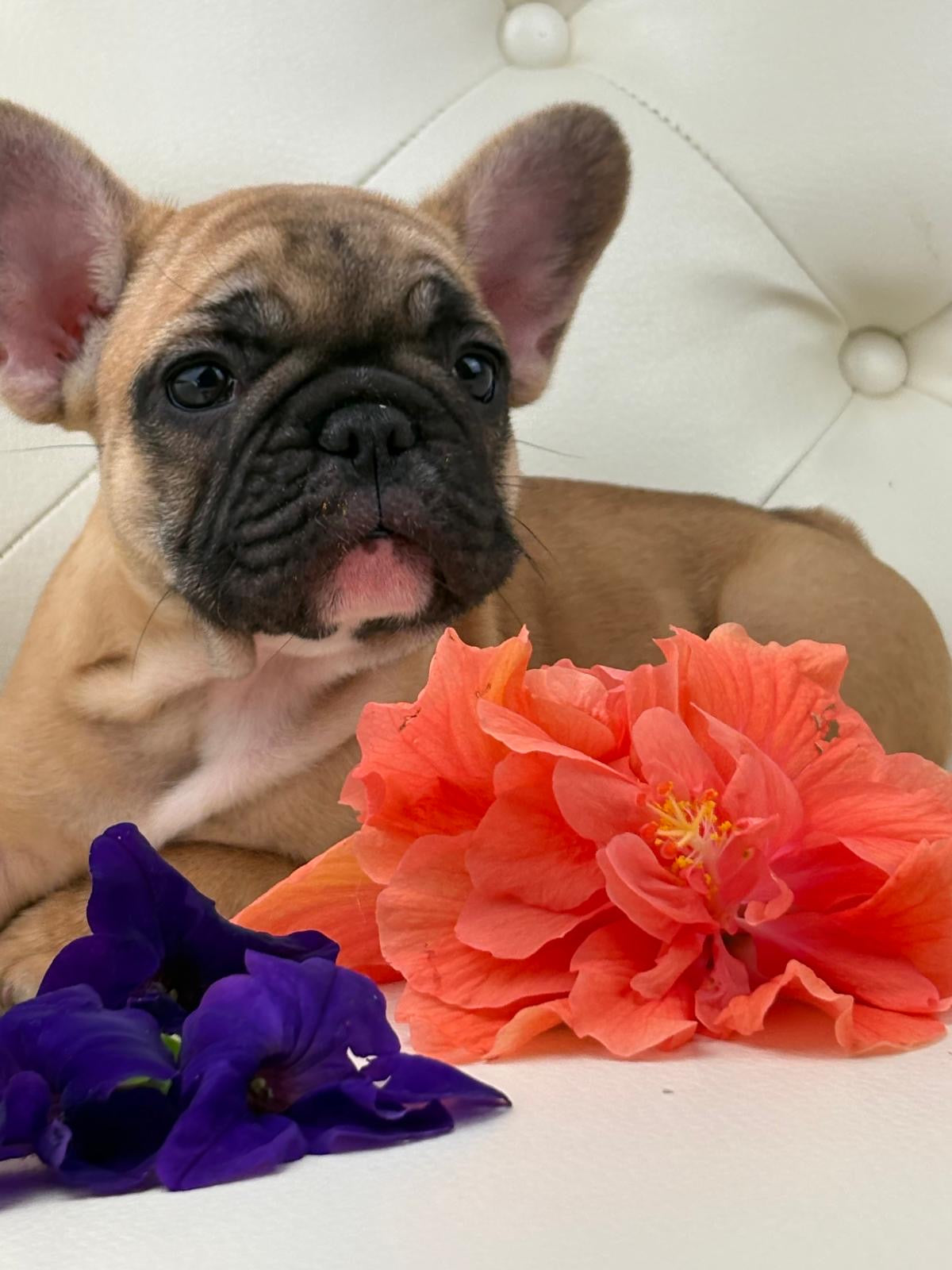 Maya- AVAILABLE