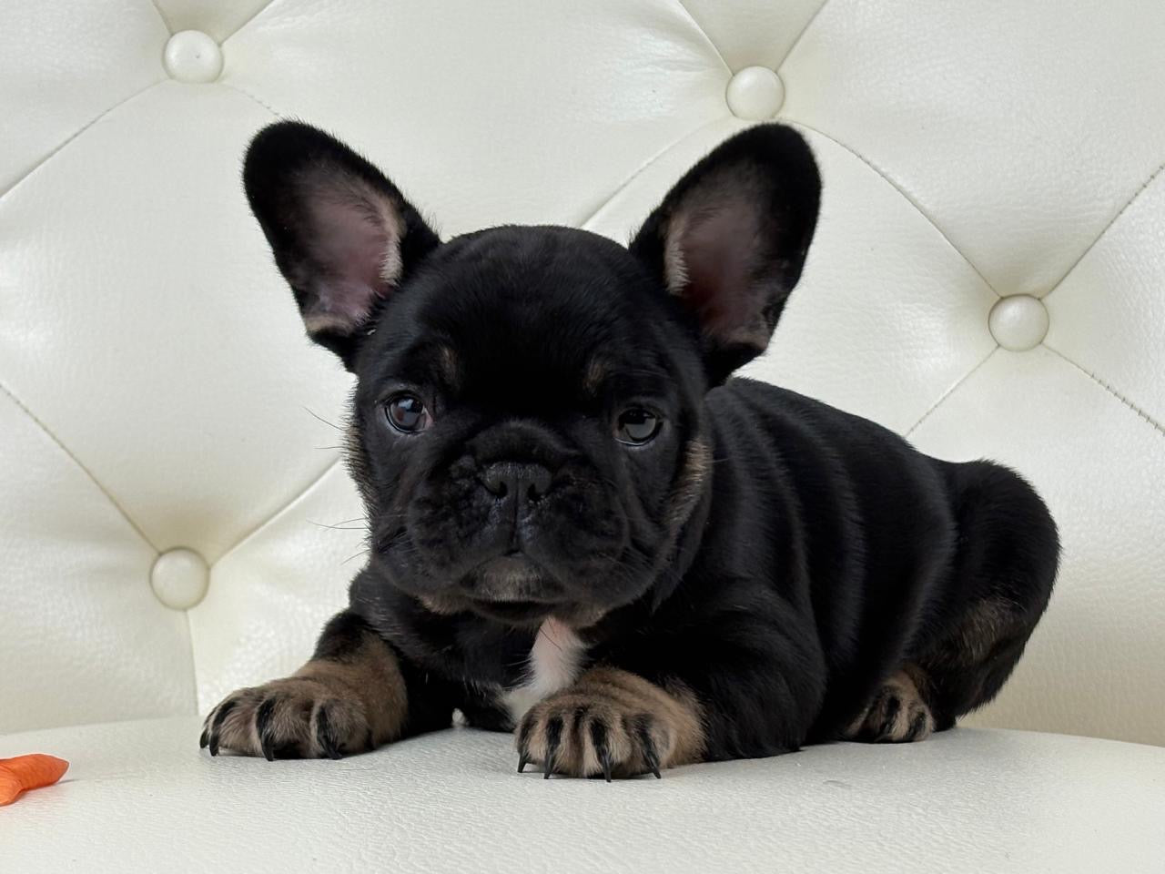 Molly - AVAILABLE