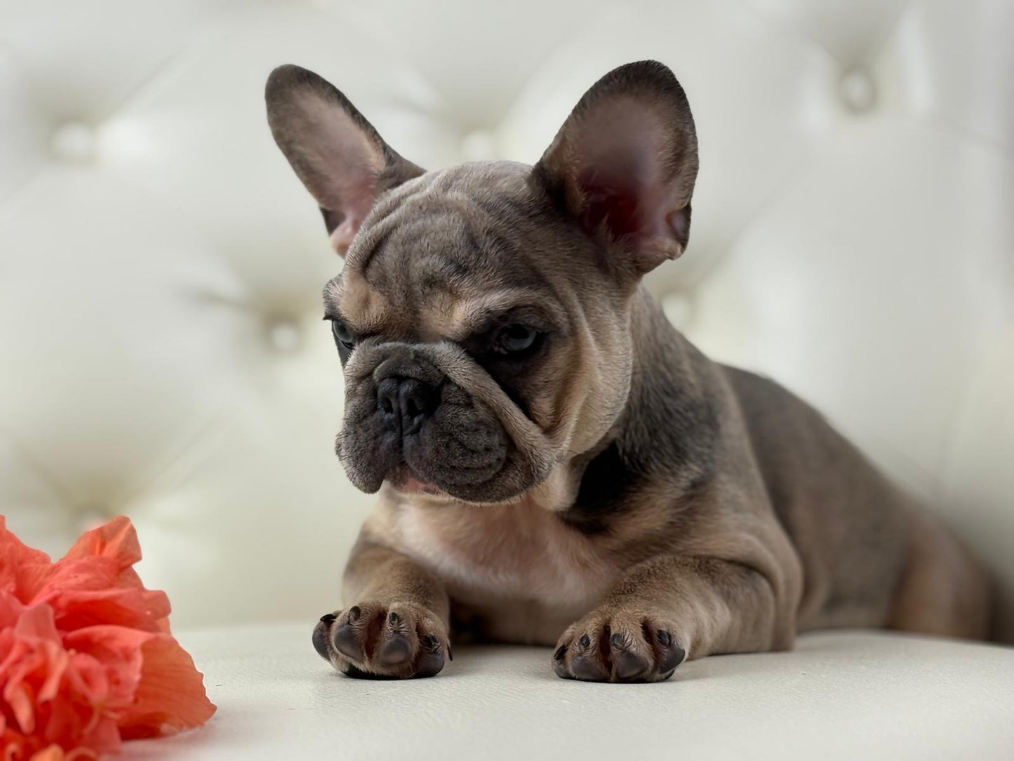 Lila-cutie - AVAILABLE