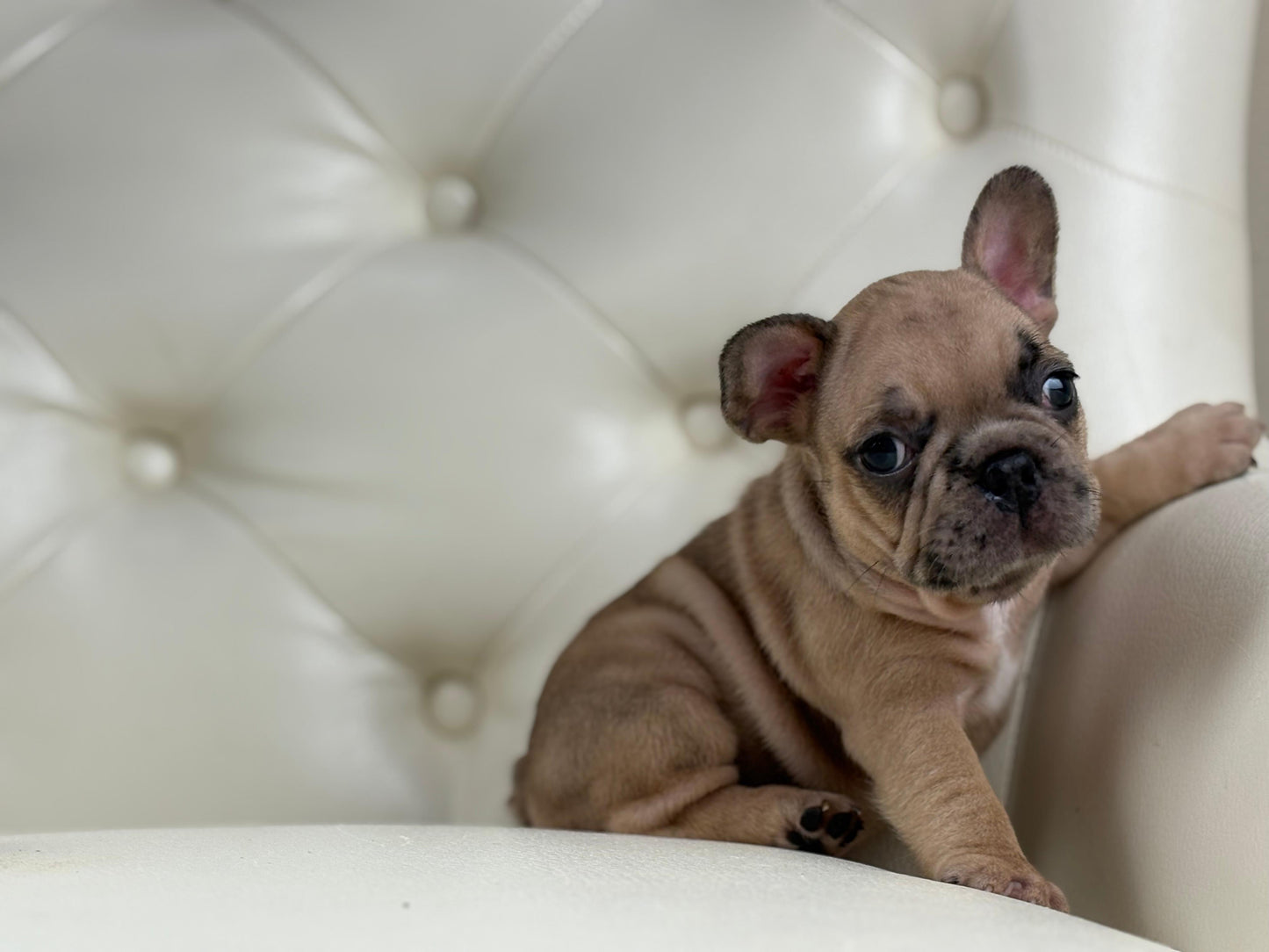 Pearl-AVAILABLE
