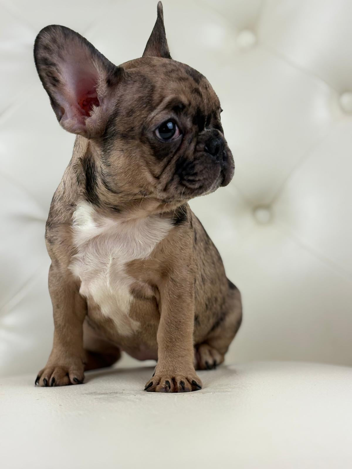 Minnie - AVAILABLE