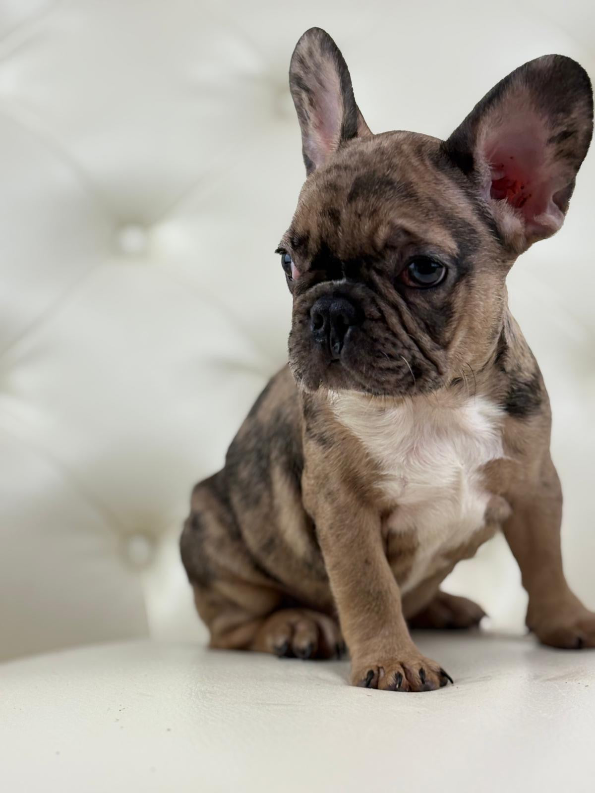 Minnie - AVAILABLE
