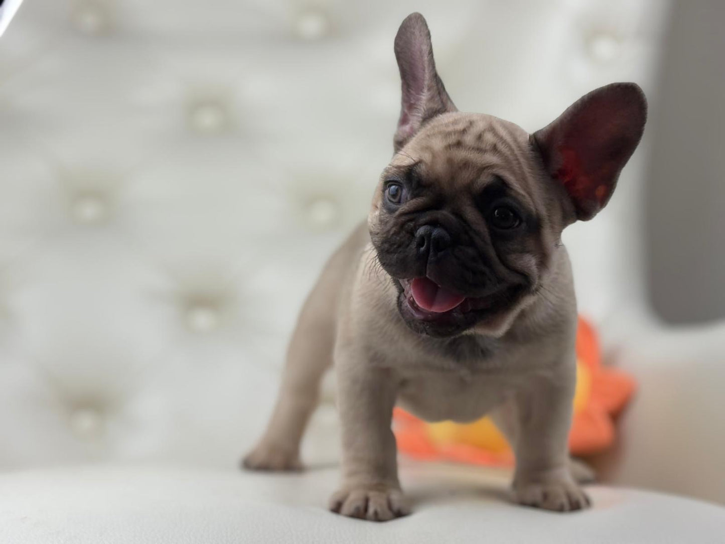 Bumblebee - AVAILABLE
