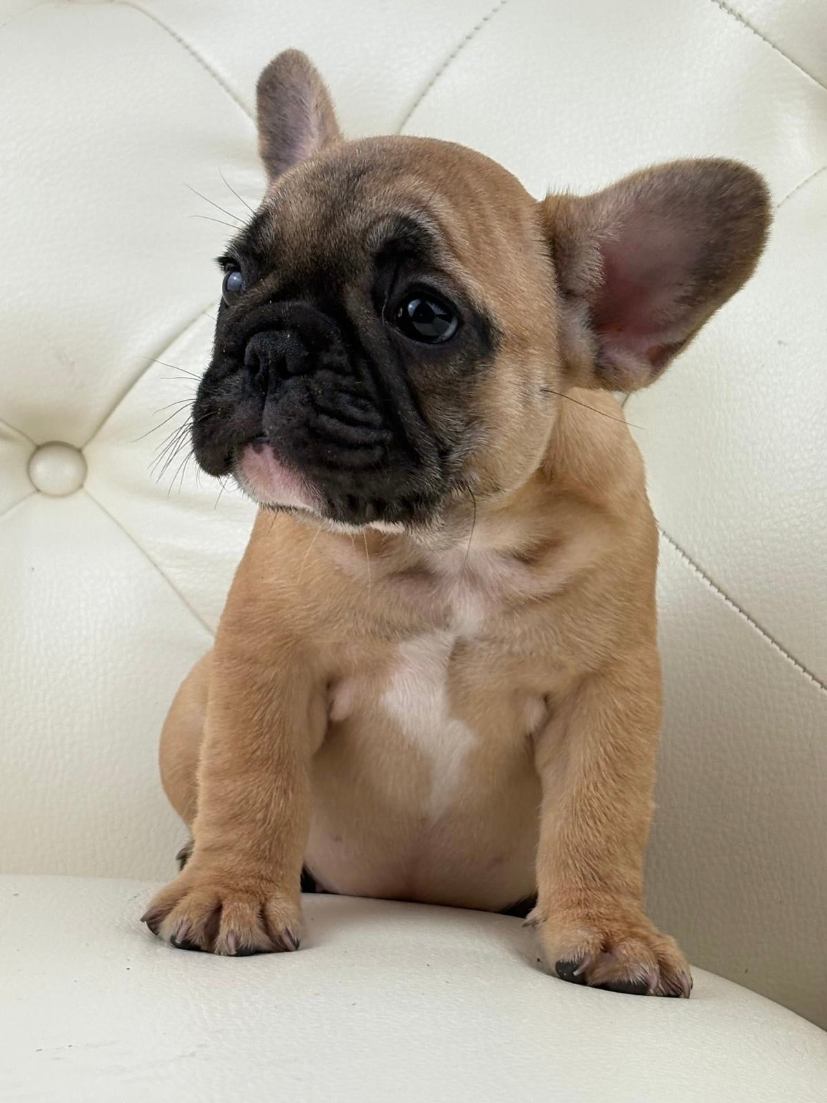 Maya- AVAILABLE