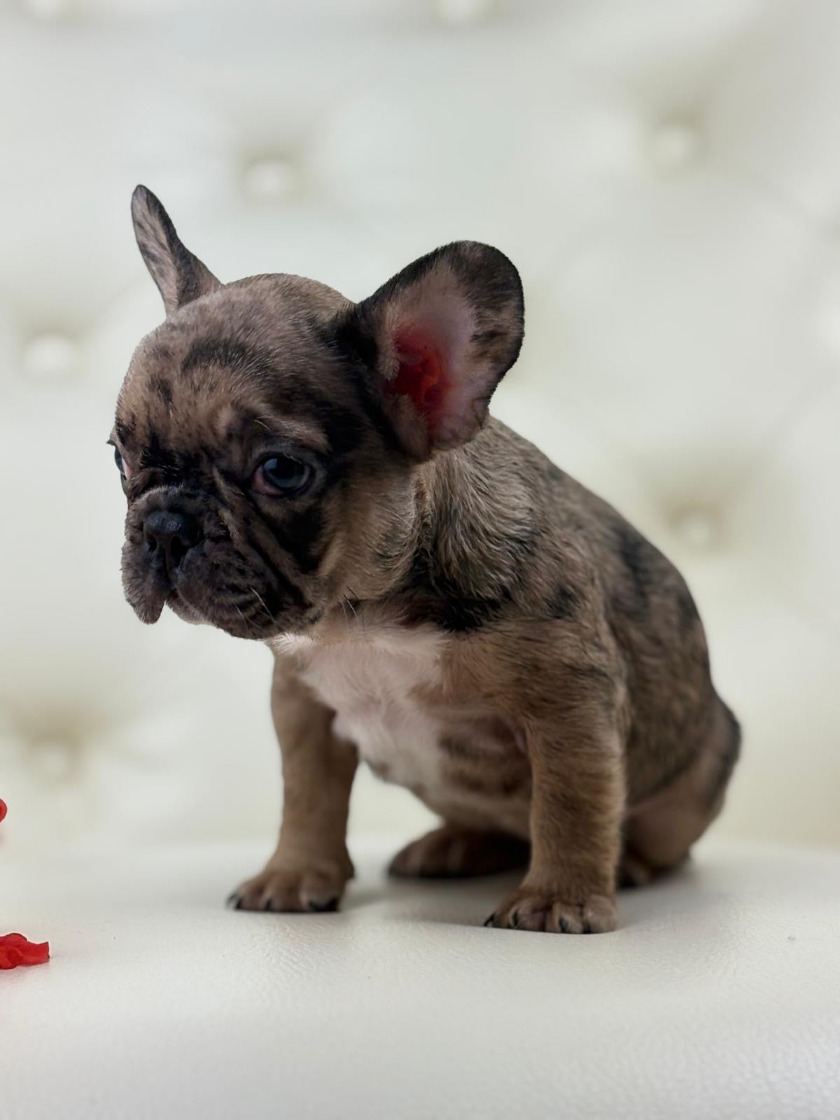 Minnie - AVAILABLE