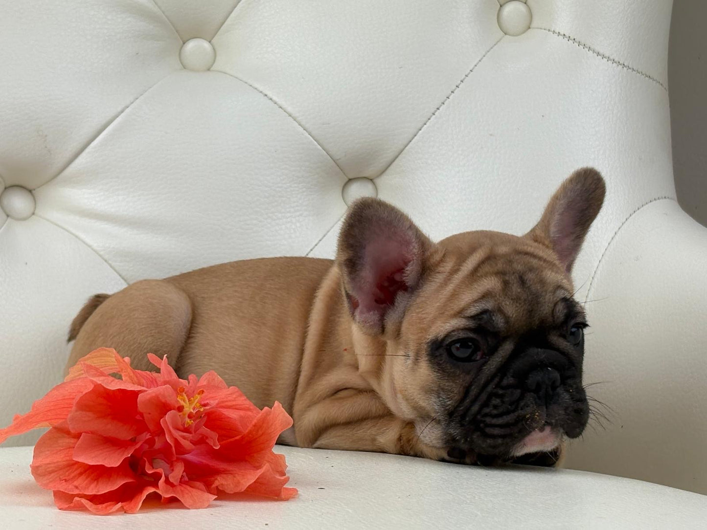 Maya- AVAILABLE